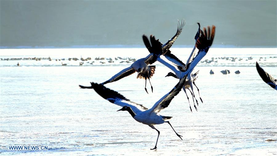 CHINA-TIBET-BLACK-NECKED CRANE-WINTER HABITAT (CN)