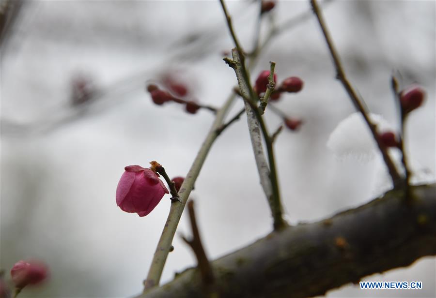 #CHINA-WINTERSWEETS (CN)