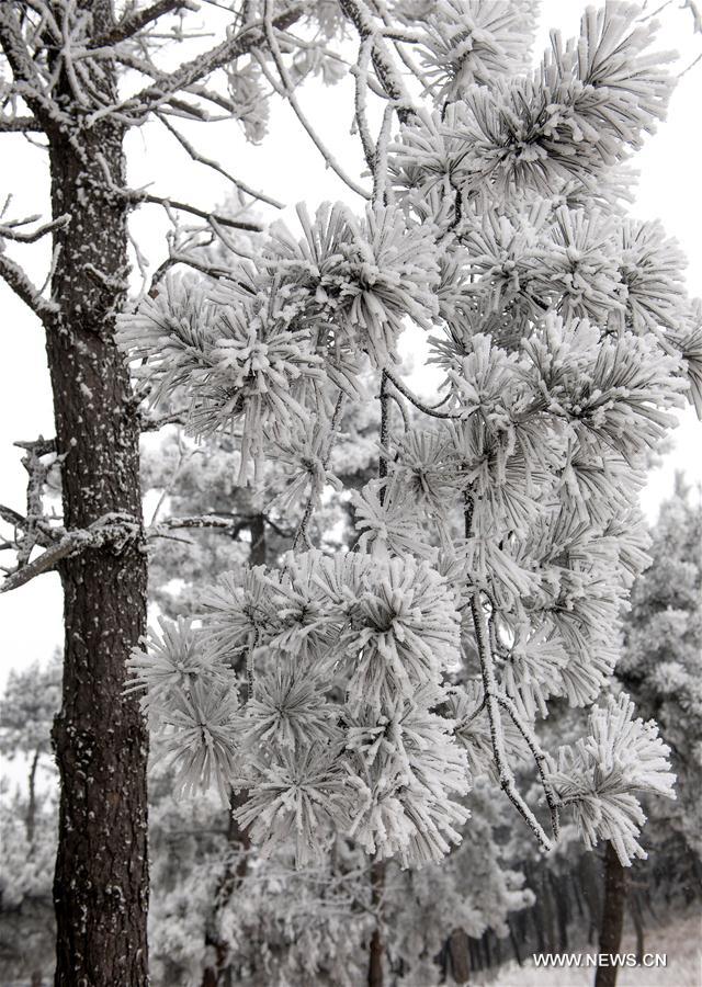 #CHINA-SHANXI-FROST SCENERY (CN)