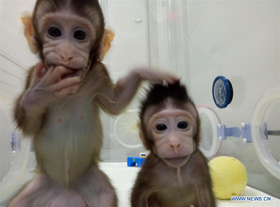 CHINA-BEIJING-CLONED MACAQUES-SUCCESS (CN)