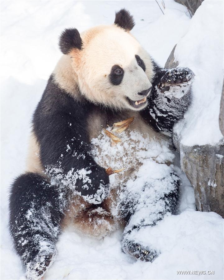 #CHINA-NANJING-SNOW-GIANT PANDA (CN)