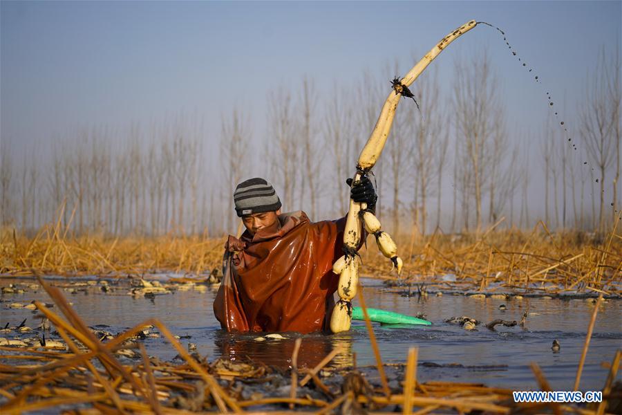 CHINA-HEBEI-BAIYANGDIAN-LOTUS ROOTS (CN)