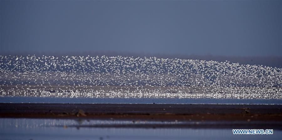 CHINA-HUNAN-EAST DONGTING LAKE-MIGRANT BIRDS (CN)