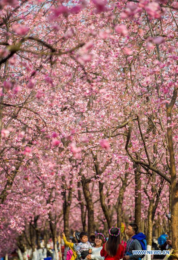 CHINA-YUNNAN-KUNMING-CHERRY BLOSSOM (CN)