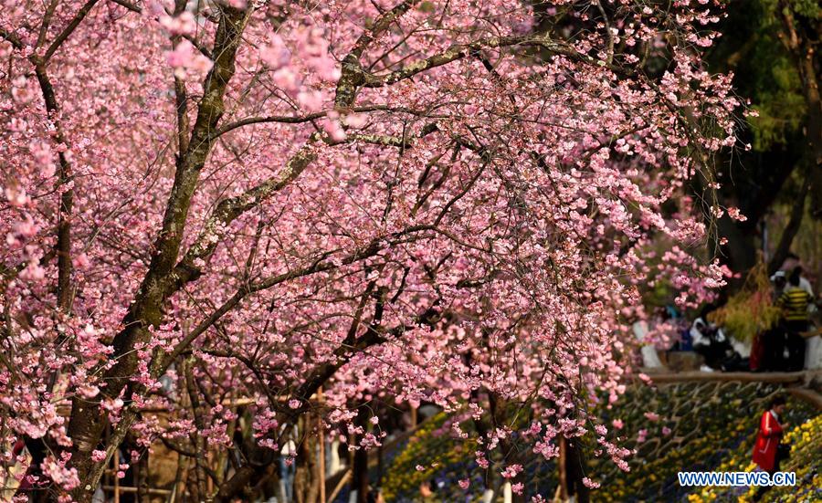 CHINA-YUNNAN-KUNMING-CHERRY BLOSSOM (CN)