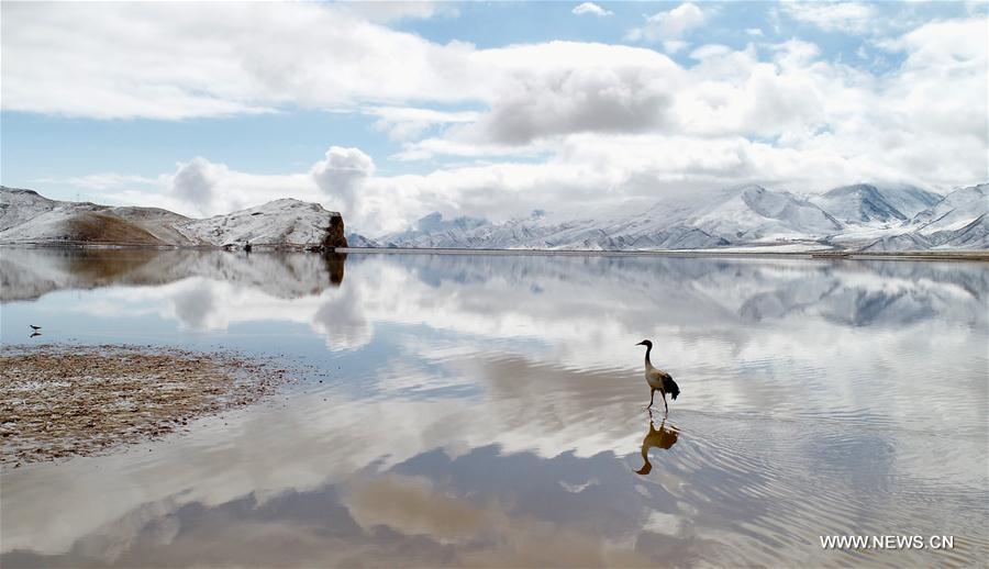 CHINA-TIBET-BLACK-NECKED CRANES (CN)