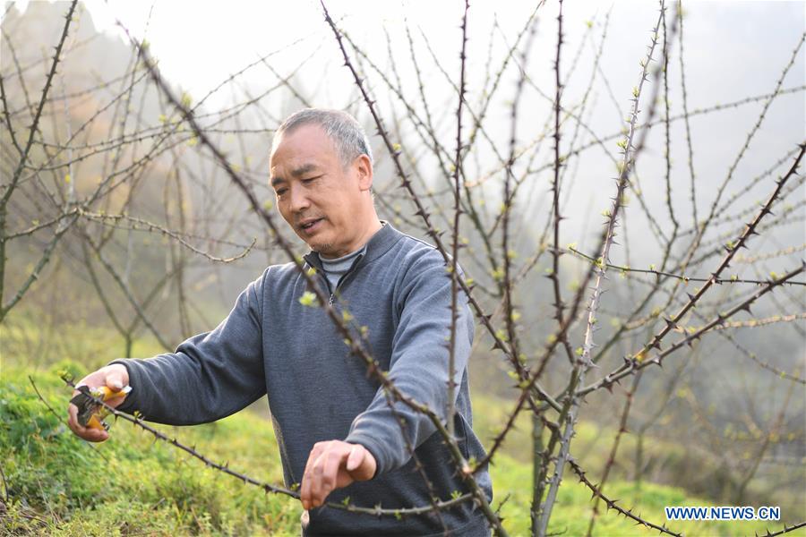 CHINA-SPRING-FARM WORK (CN)