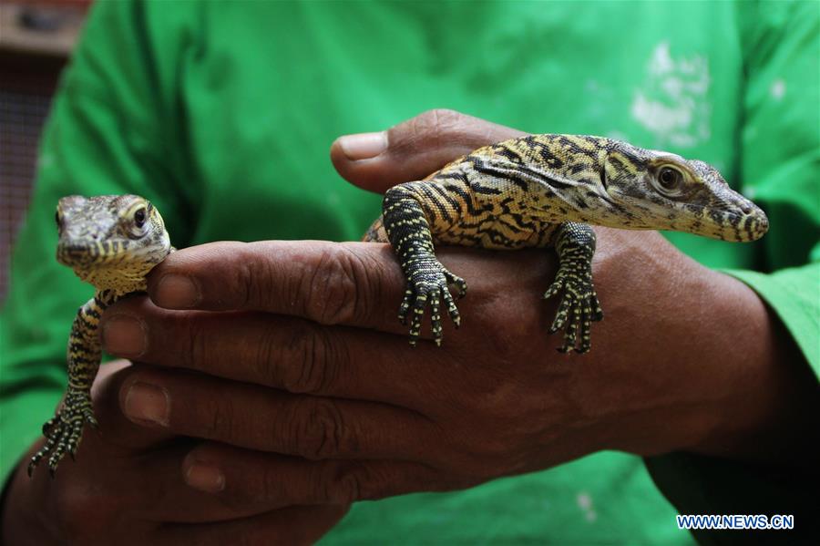 INDONESIA-SUARABAYA-BABY KOMODO DRAGON