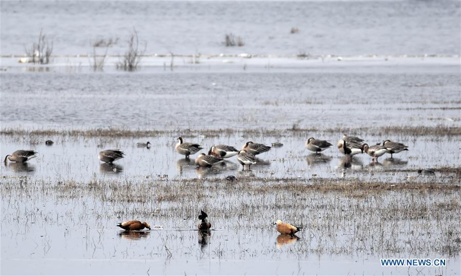 CHINA-BEIJING-WETLAND RESERVE-BIRDS (CN)