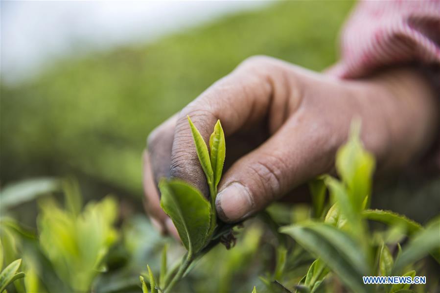 #CHINA-GUIZHOU-ANSHUN-TEA GARDEN (CN*)