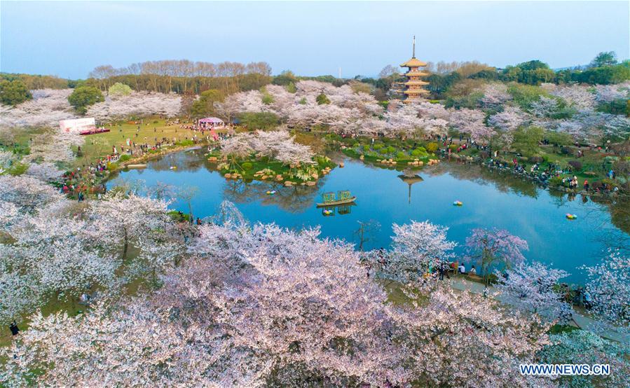 CHINA-WUHAN-CHERRY BLOSSOMS (CN)