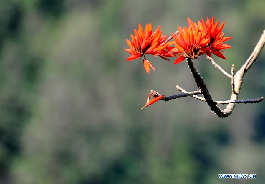 CHINA-TIBET-MEDOG-SPRING SCENERY (CN)