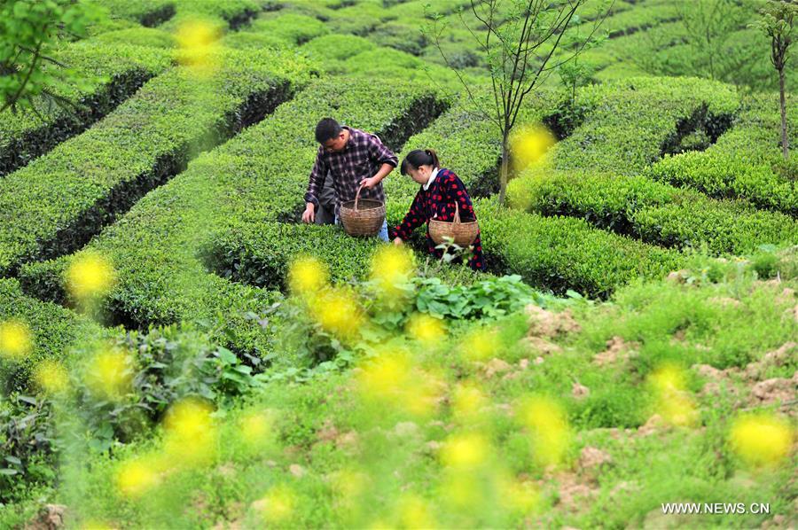 #CHINA-SPRING-TEA GARDEN-HARVEST (CN)