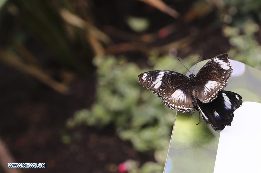 BRITAIN-LONDON-EXHIBITION-BUTTERFLIES