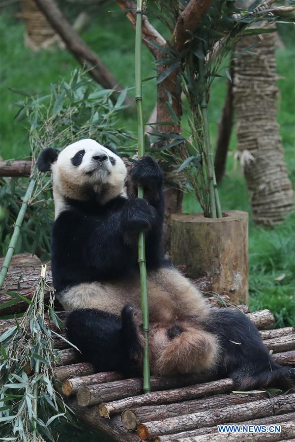 CHINA-GUIYANG-GIANT PANDAS-MEETING PUBLIC(CN)