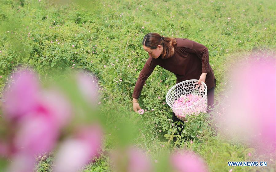 #CHINA-JIANGSU-ROSE PLANTING (CN)