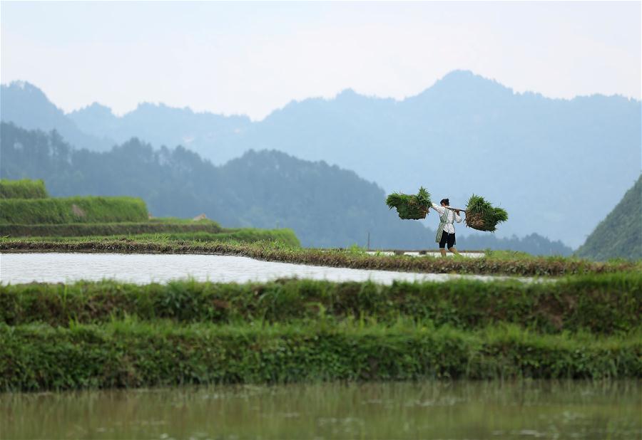 #CHINA-GUIZHOU-AGRICULTURE (CN)