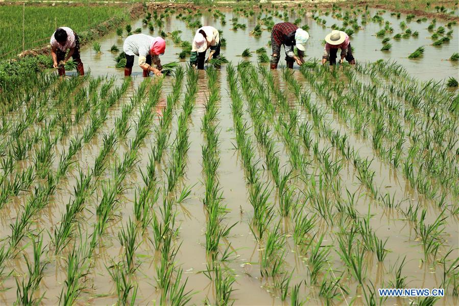 #CHINA-AGRICULTURE-FARMER-WORK (CN)