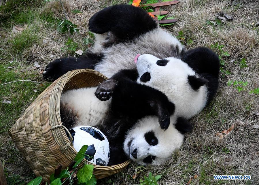 CHINA-SICHUAN-FOOTBALL-THEMED PARTY-GIANT PANDAS (CN)