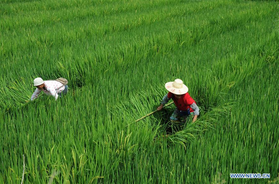 #CHINA-GUIZHOU-CENGONG-AGRICULTURE-RICE (CN)*