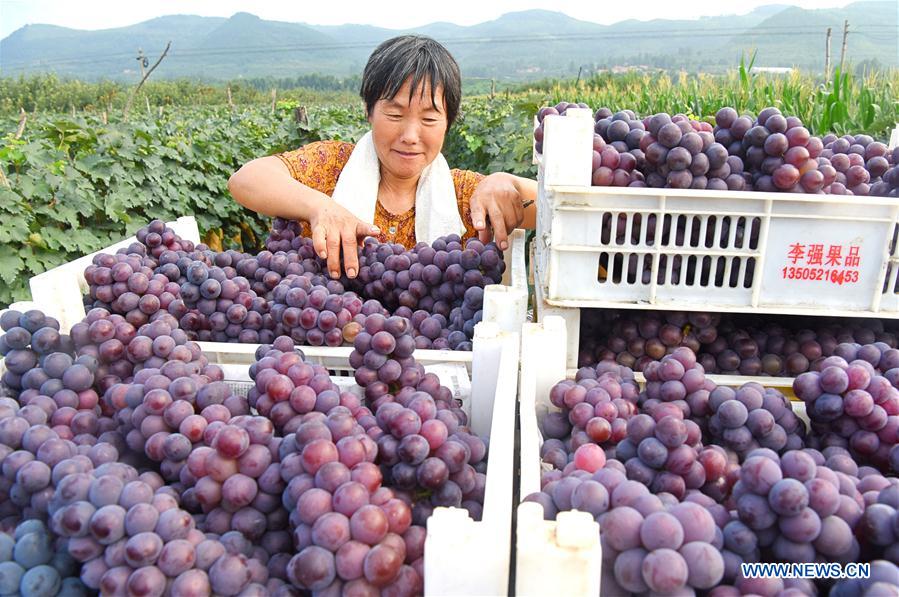 #CHINA-SHANDONG-BEGINNING OF AUTUMN-HARVEST (CN)