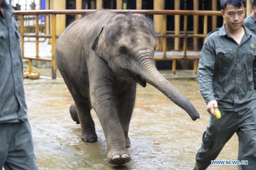 CHINA-YUNNAN-XISHUANGBANNA-WORLD ELEPHANT DAY (CN)