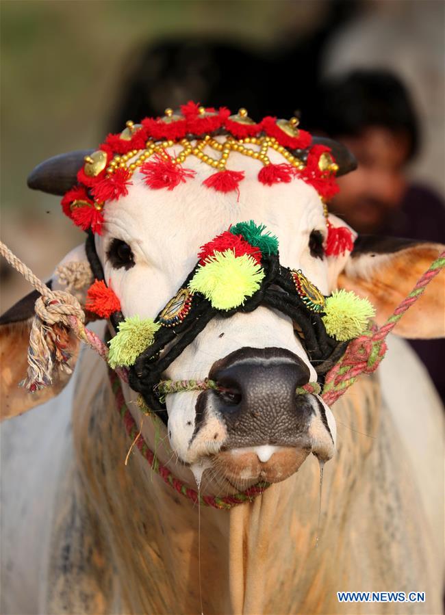 PAKISTAN-ISLAMABAD-EID AL-ADHA-LIVESTOCK MARKET