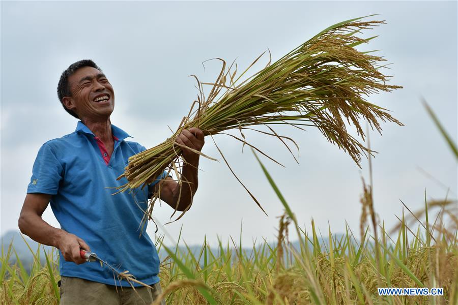 #CHINA-GUIZHOU-ZUNYI-RICE (CN)