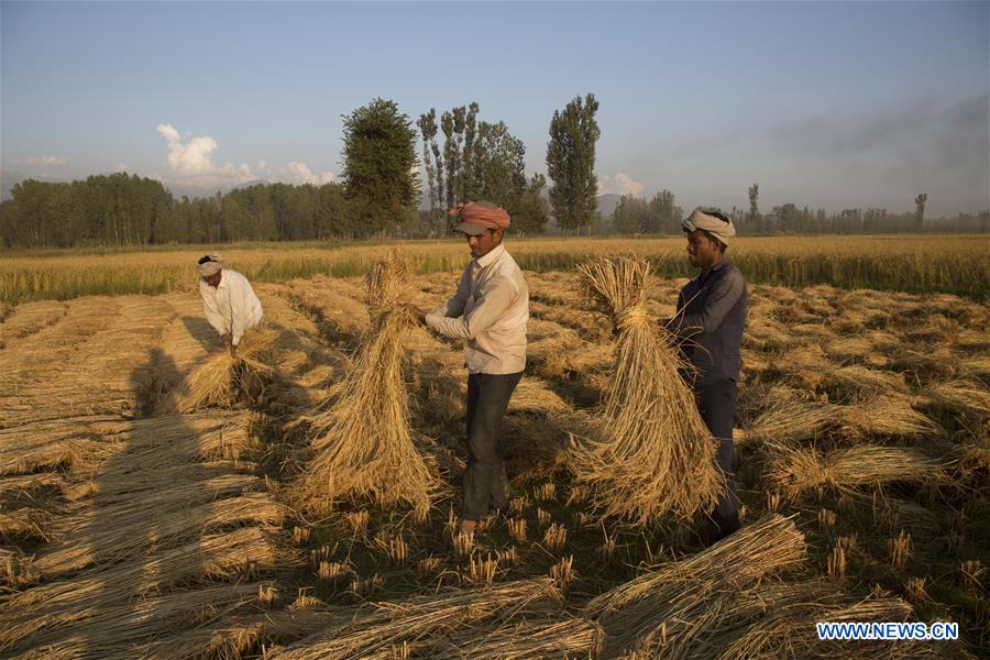 KASHMIR-SRINAGAR-PADDY HARVEST