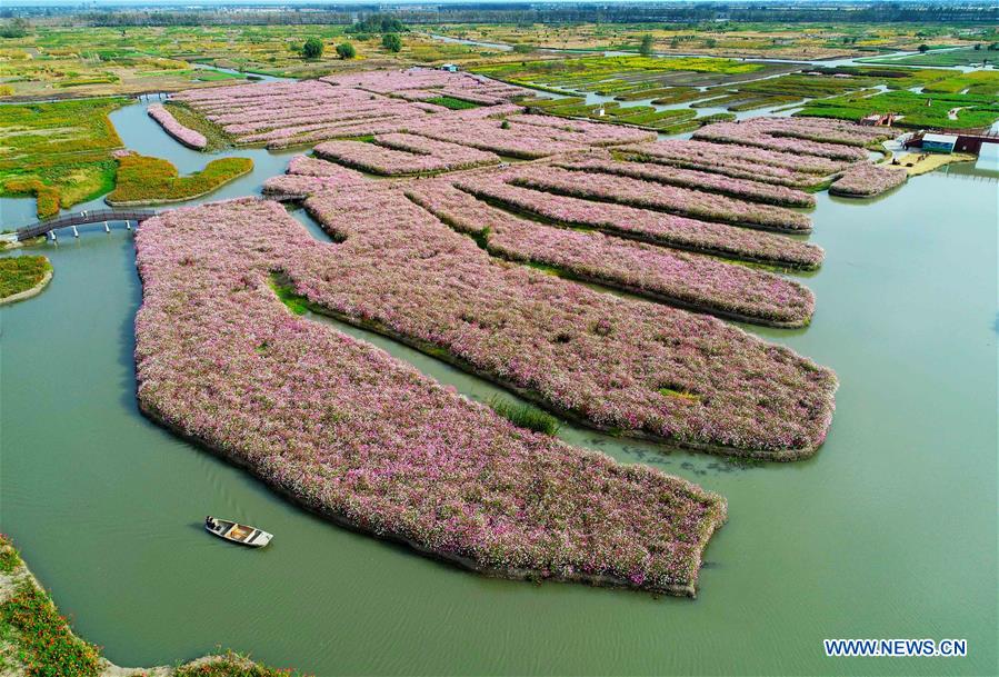 #CHINA-JIANGSU-AUTUMN SCENERY-FLOWER(CN)