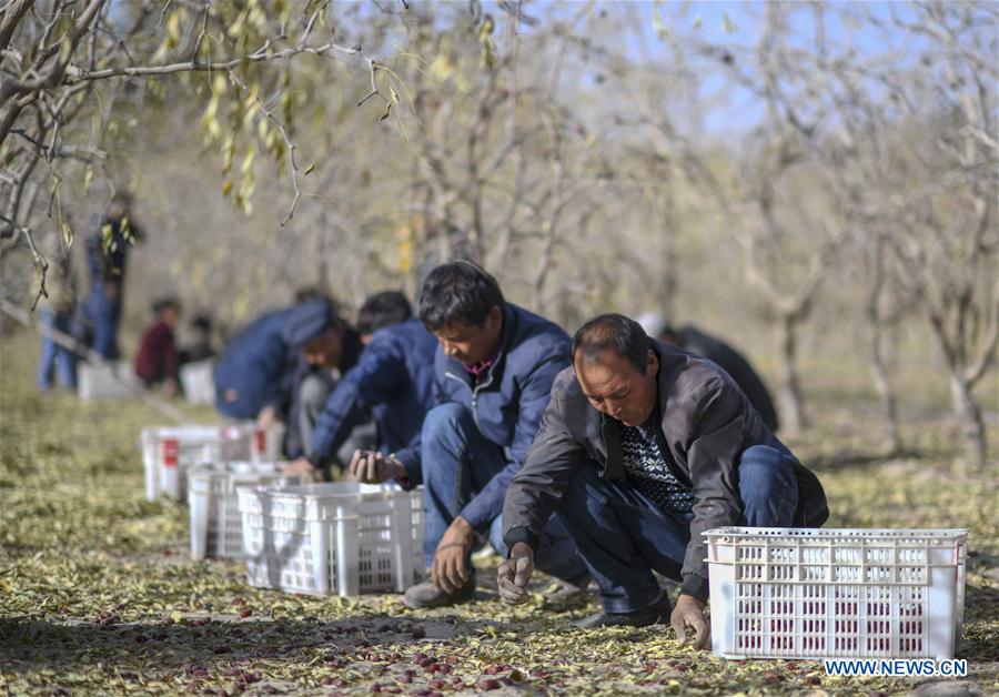 CHINA-XINJIANG-QIEMO-JUJUBE (CN)