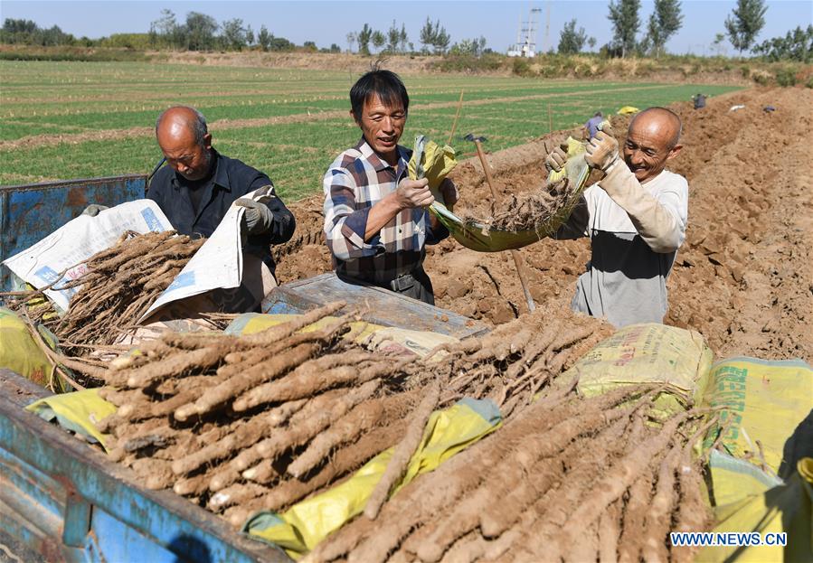 #CHINA-SHIJIAZHUANG-HARVEST-ECONOMY (CN)