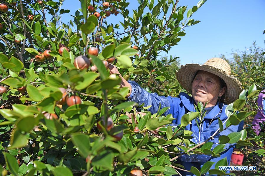 CHINA-JIANGXI-FRUIT-HARVEST (CN)