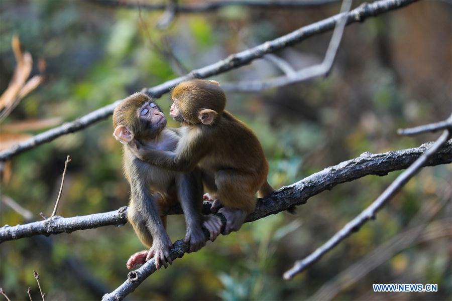 #CHINA-LIANYUNGANG-HUAGUO MOUNTAIN-MONKEY(CN)