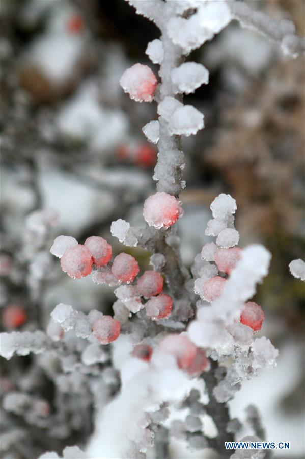 #CHINA-HUNAN-XIANGXI-SNOW-PLANTS (CN)