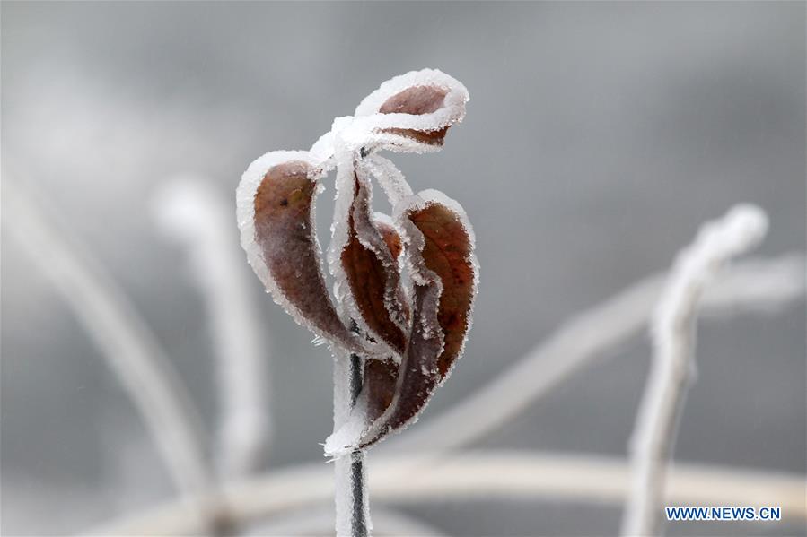 #CHINA-HUNAN-XIANGXI-SNOW-PLANTS (CN)