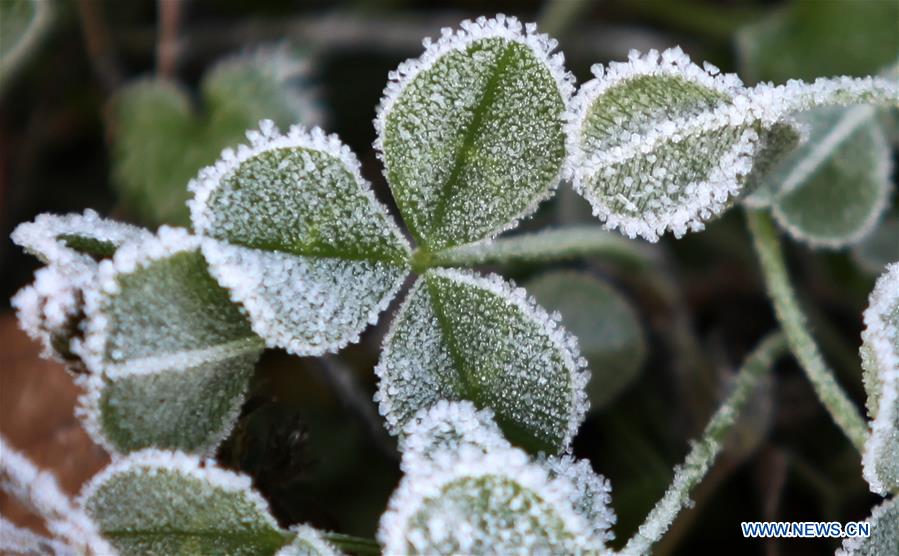 #CHINA-JIANGSU-FROSTED PLANTS(CN)