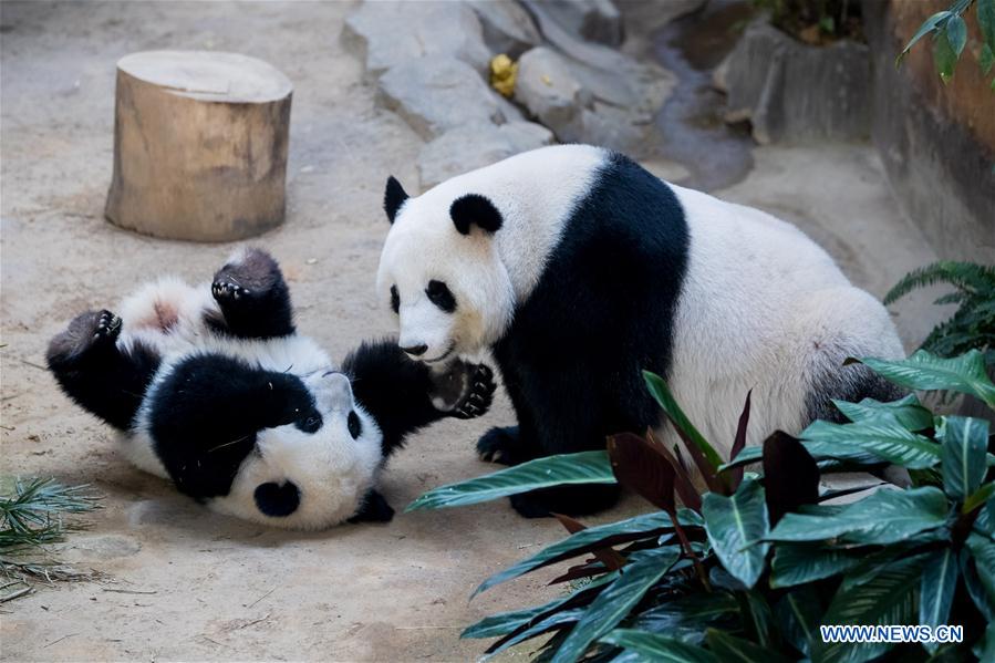 MALAYSIA-KUALA LUMPUR-GIANT PANDA BABY-BIRTHDAY