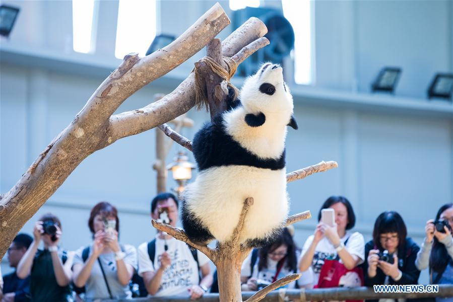 MALAYSIA-KUALA LUMPUR-GIANT PANDA BABY-BIRTHDAY