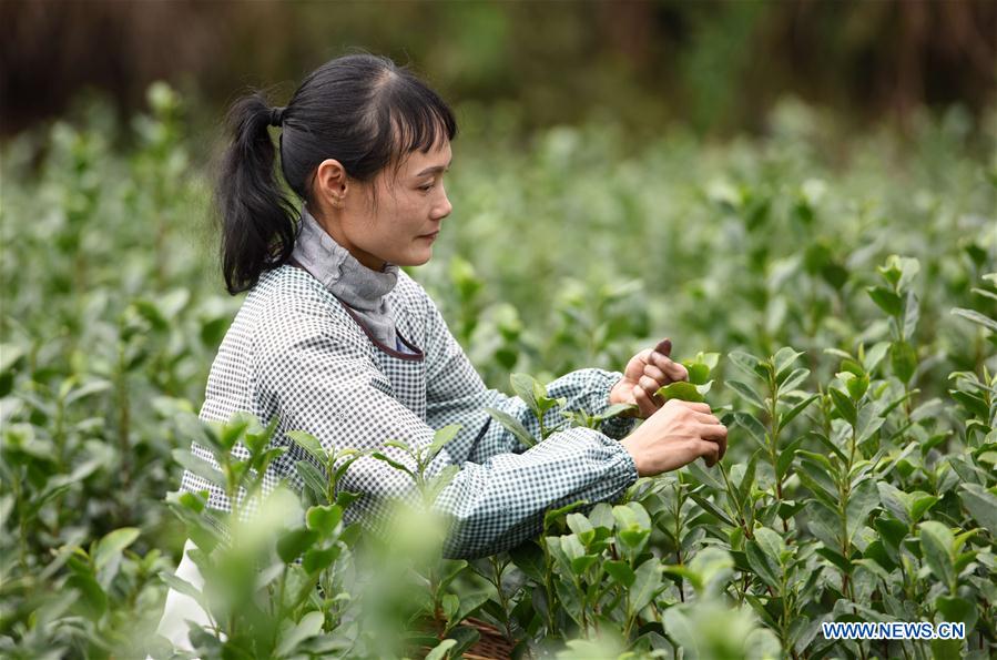 #CHINA-GUANGXI-SANJIANG-SPRING TEA (CN)