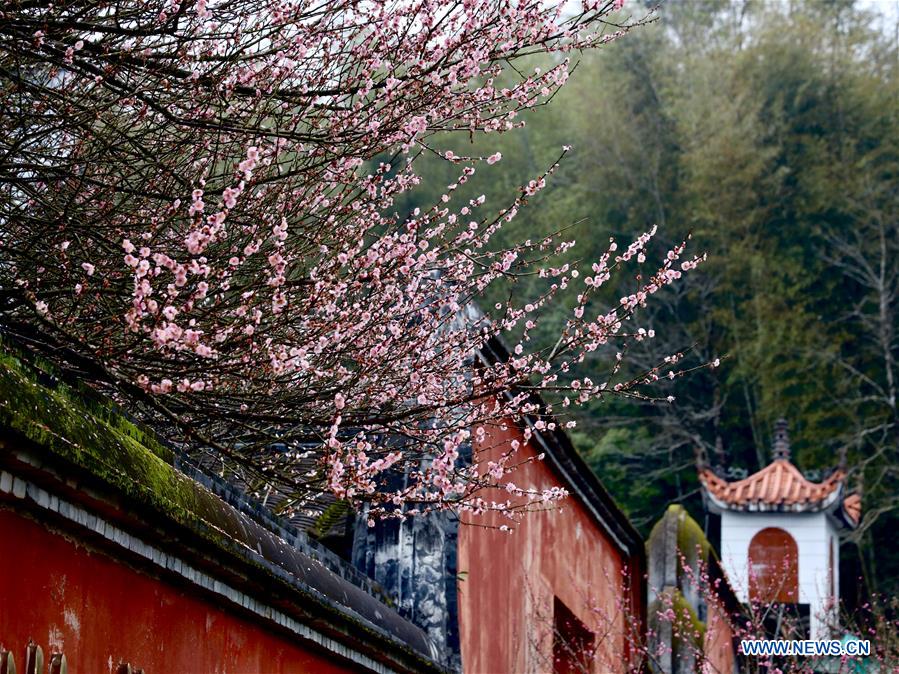 CHINA-FUJIAN-FUZHOU-TEMPLE-PLUM BLOSSOM (CN)