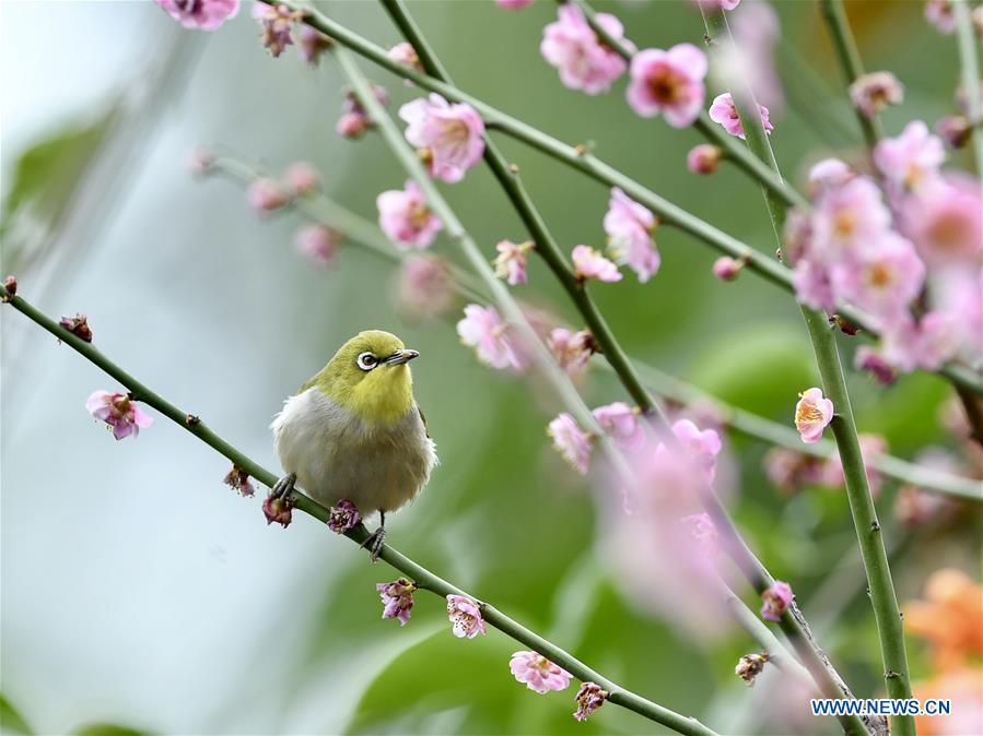 CHINA-FUJIAN-BIRD (CN)