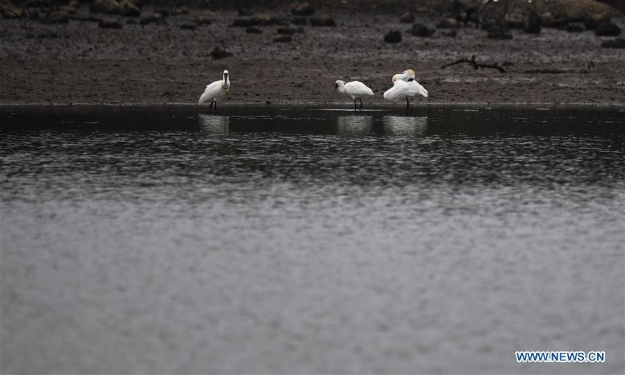 CHINA-HAINAN-SPRING-SPOONBILLS (CN)