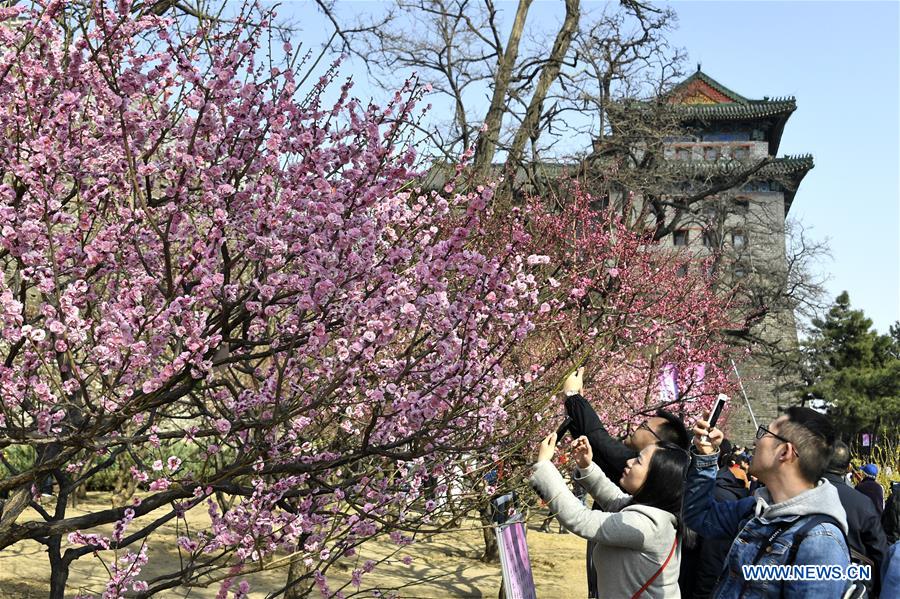 CHINA-BEIJING-SPRING-SCENERY (CN)