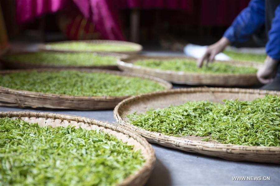 #CHINA-JIANGXI-JIUJIANG-TEA-HARVEST (CN)