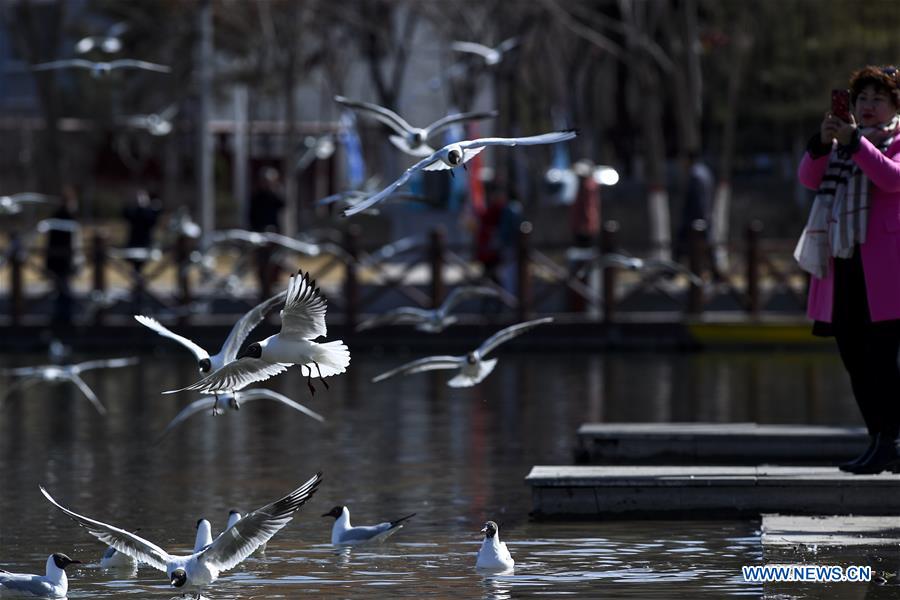 CHINA-NINGXIA-YINCHUAN-BLACK-HEADED GULLS (CN)