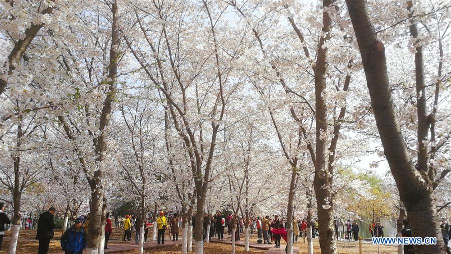 (BeijingCandid)CHINA-BEIJING-SPRING-CHERRY BLOSSOMS (CN)