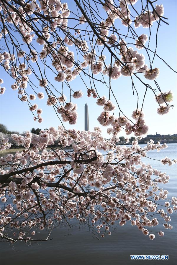 U.S.-WASHINGTON D.C.-CHERRY BLOSSOM