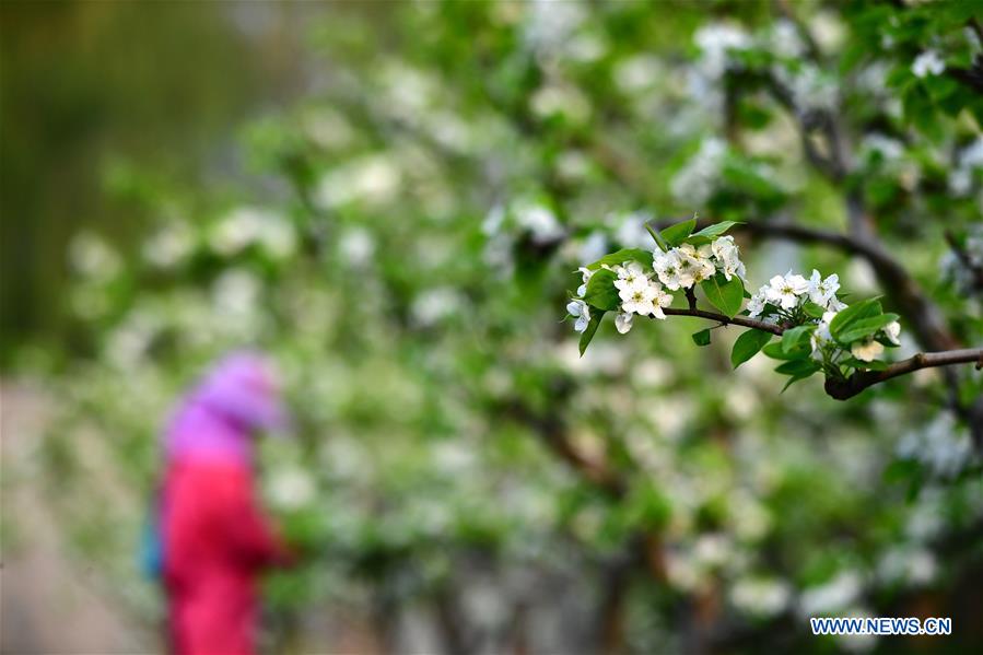 CHINA-HENAN-PEAR TREE-BLOOMING (CN)