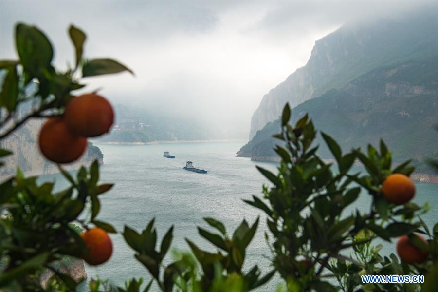 #CHINA-HUBEI-YICHANG-NAVEL ORANGE (CN)